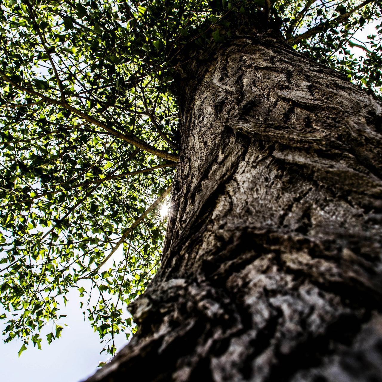 low angle photography of green tree during daytime